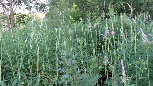 ИВАН ЧАЙ. Когда Где Как ПРАВИЛЬНО собирать . Советы бывалых.)))) смотреть онлайн