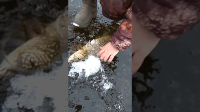 первый лёд смотреть онлайн