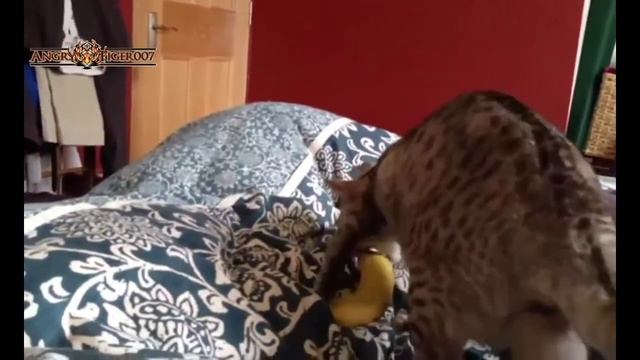 Коты и бананы) смотреть онлайн