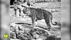 Самые Большие Тигры в Мире. Топ 10