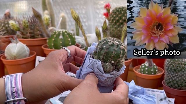 Cactus Unboxing and 10 Echinopsis flowers | Bee surprise | Pollination | from flower buds to blooms