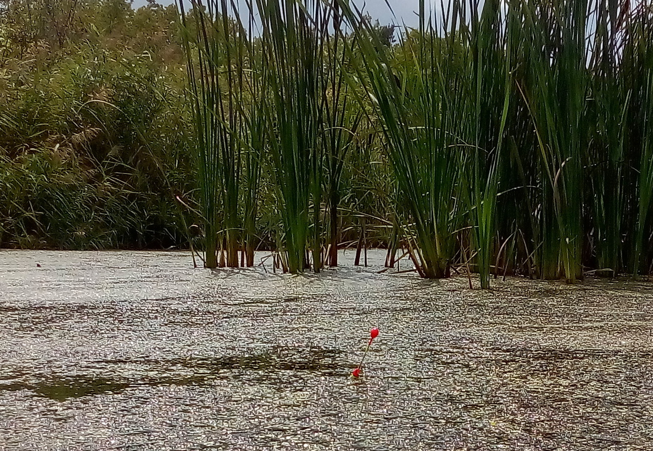 Закинул ПОПЛАВОК в БОЛОТО ! Клёв прёт !! смотреть онлайн