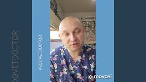 Как отучить кошку царапать драть мебель диван обои что делать советы способ методы рекомендации бло