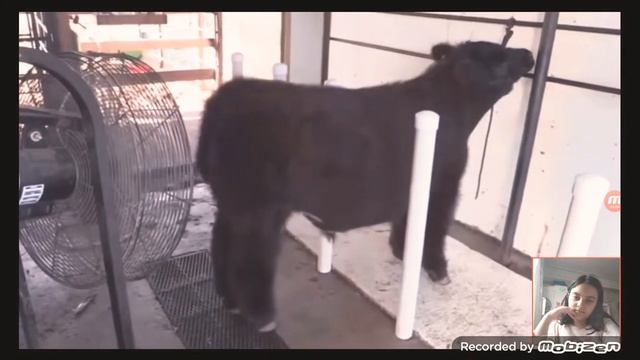 удивительные истории про животных смотрите и изучайте окружающий мир смотреть онлайн