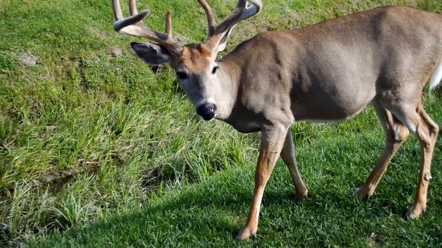 Самый популярный ПРОДУКТ в Канаде! Ферма. смотреть онлайн