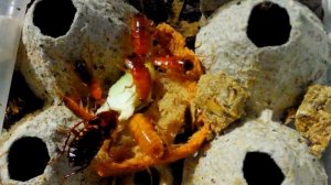 Туркменские Тараканы кушают