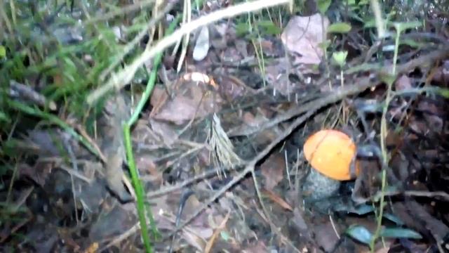 Так растут подосиновики смотреть онлайн