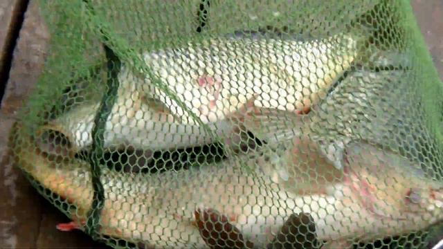 Рыбацкая Деревня в Юрлово. 9 июля 2017. смотреть онлайн