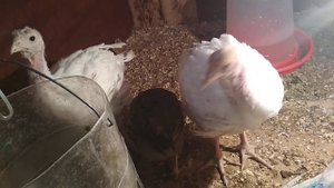 Даю индюкам лебеду//Кормушка из пластиковой бутылки