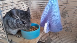 Шуша завтракает