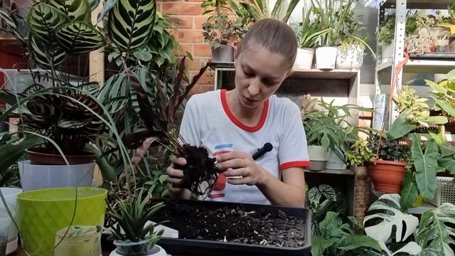 Пересадка Комнатных растений в Минеральный грунт Калатеи Орхидеи
