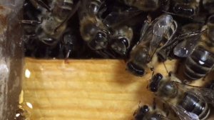 ЗИМОВКА МИКРОНУКЛЕУСА ( среднерусские пчелы ) t  +7 С часть 2