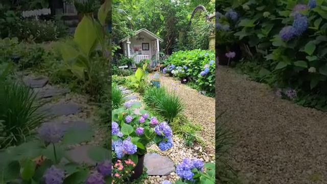 Garden Hydrangea Endless Summer Flowering Season