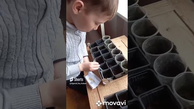 ЮНЫЙ АГРОНОМ САЖАЕТ СЛАДКИЙ ПЕРЕЦ ДЛЯ ШКОЛЬНОЙ ТЕПЛИЦЫ. ОГОРОД НА КУБАНИ. shorts# смотреть онлайн