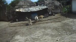 Камерунский козел знакомится с невестами первая случка покрываем камерунских коз