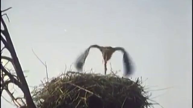 Белые росы.mp4 смотреть онлайн