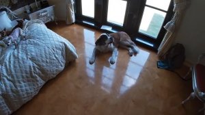 9 Rescue Dogs At A Mansion - The Asher House