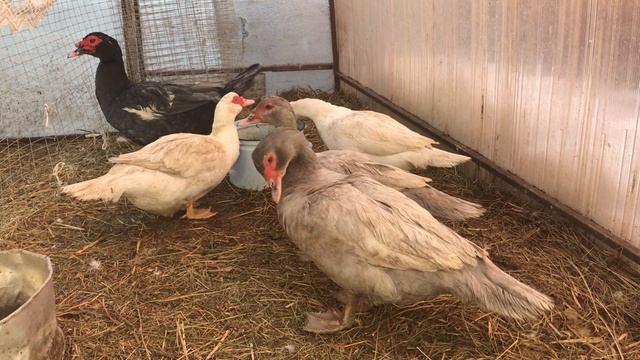 МУСКУСНАЯ УТКА ЗАНЕСЛАСЬ !! Что Делать ? Яйцекладка Мускусных уток / Почему утки не несутся ? смотреть онлайн