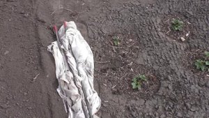 Работы с клубникой в мае