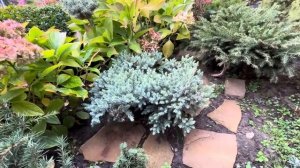 ОБЗОР 4 СОРТОВ МОЖЖЕВЕЛЬНИКА! ПОЧЕМУ Я ИХ «ТЕРПЛЮ» В НАШЕМ САДУ? #landscapedesign #juniperus