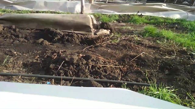 Укрытие виноградника на зиму геотекстилем