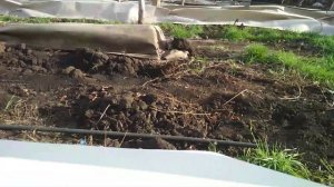 Укрытие виноградника на зиму геотекстилем