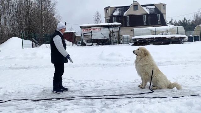Пиренейская горная собака ЗУРИОНА ОГНЕННЫЙ ЗВЕРЬ. 17 мес. смотреть онлайн