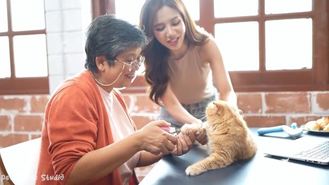 Pets sleep music?Healing piano music that cats & dogs like, separation anxiety soothing music смотреть онлайн