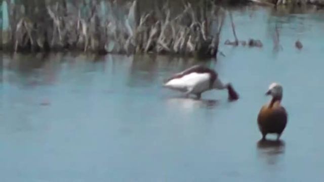 ПАРА О́ГАРЕЙ(красных уток)РЕШИЛИ ОТДОХНУТЬ ПОД ПАВЛОДАРОМ смотреть онлайн