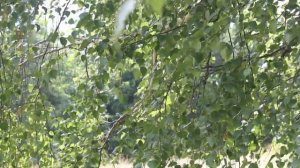 Листья берёзы