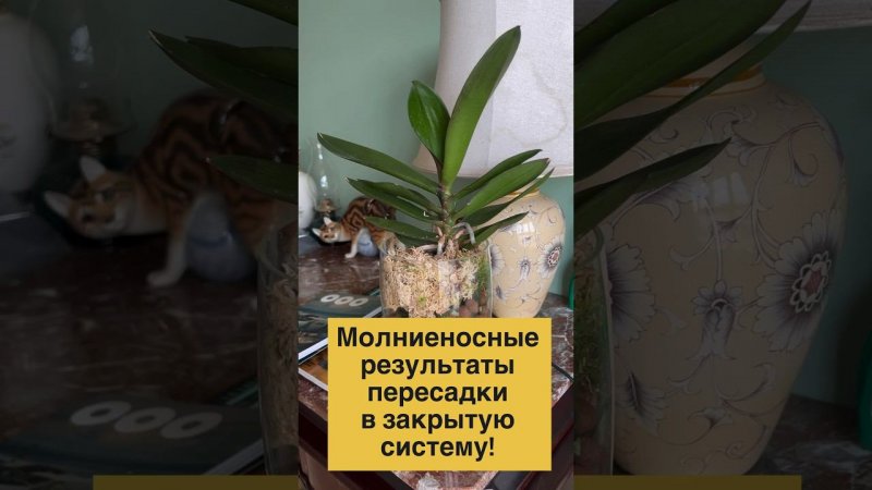 #orchid #данапротасова #орхидеи #наращиваниекорней #пересадкаорхидей