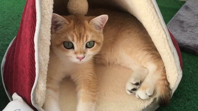 ??? КАКИЕ ИГРУШКИ КУПИТЬ КОШКАМ????БРИТАНСКИЕ ЗОЛОТЫЕ ШИНШИЛЛЫ?