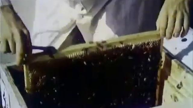 В мире пчел 1953г смотреть онлайн