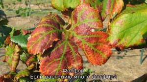 Желтеют листья винограда в начале лета, что делать