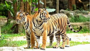 JUNGLE MUSIC  (МУЗЫКА ДЖУНГЛЕЙ )