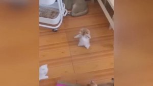 Приколы с котами! Смешные коты   С ОЗВУЧКОЙ! Самые смешные животные!