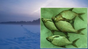 Зимняя рыбалка с ночёвкой - 5. Туман над озером. Подлещики