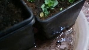 Седум ( Очиток ) размножение без воды и земли. Детки готовы, отделяю от мамы и сажаю.