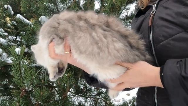 Чудесная британская короткошерстная девочка