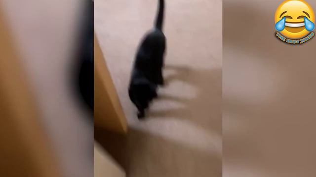 неудачники! падения. приколы, смешные моменты. приколы с животными. кошки собаки # 233 смотреть онлайн