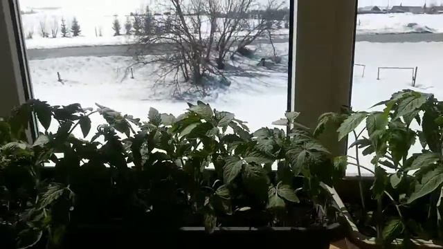 ПИКИРОВКА ОГУРЦОВ. ОБЗОР РАССАДЫ. смотреть онлайн