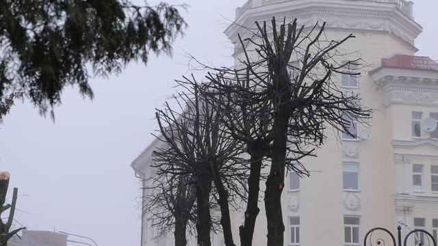 «Зеленстрой» продолжает приводить деревья в надлежащее состояние