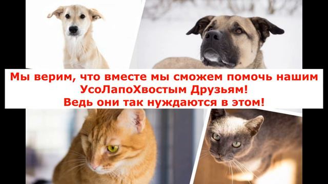 Юмор Для Поднятия Настроения | Помощь Животным | Обращение Животных | Приколы Дикие