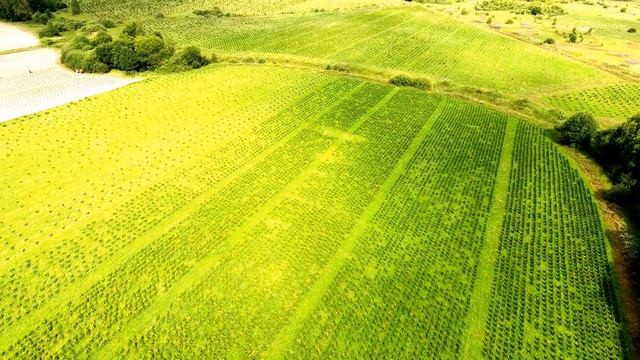 Питомник Внуково с высоты птичьего полета смотреть онлайн