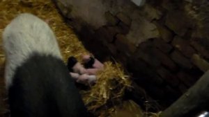 Второй день кормление поросят.The second day of feeding pigs.