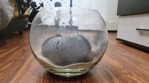 Шиншилла Гаврюша купается в песке .