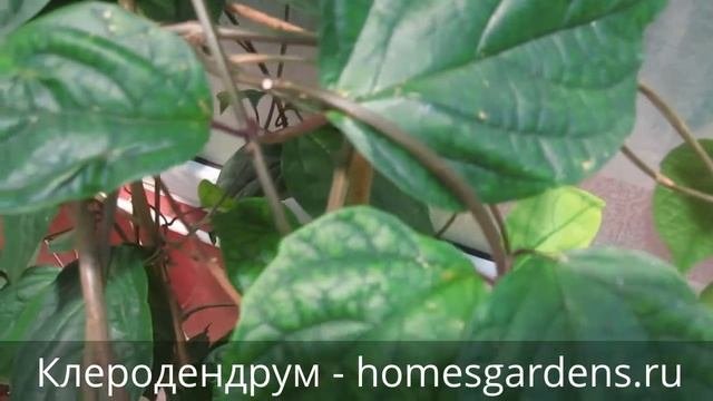 Клеродендрум - тропическая лиана