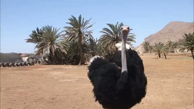 Шарль маль шейх 2010