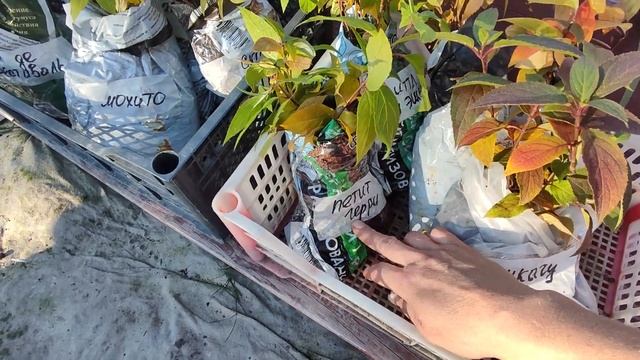 Метельчатая гортензия?Продажа саженцев ?17.10.2023 смотреть онлайн