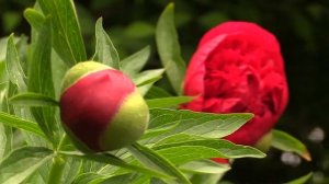 Paeonia (Peony) 'Lovely Rose'